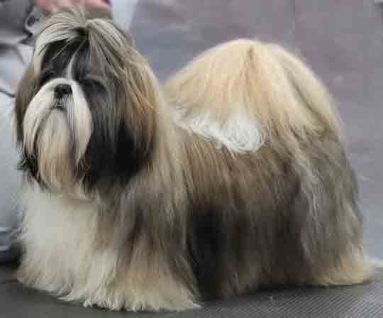 Photo of Chanikos My Mystery Dream Via Javerda JW