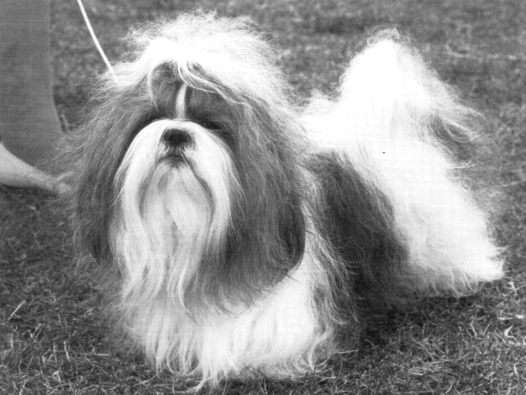 The database picks Dog Of The Day randomly from all the animals with a photo. It updates daily and doesn't confer any prizes or awards.