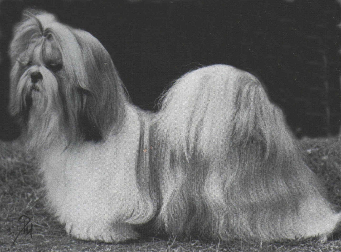The database picks Dog Of The Day randomly from all the animals with a photo. It updates daily and doesn't confer any prizes or awards.