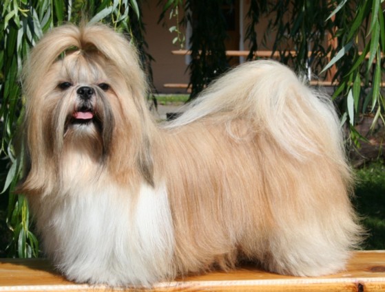The database picks Dog Of The Week randomly from all the animals with a photo. It's a nice way to highlight a database capability and doesn't confer any prizes or awards.